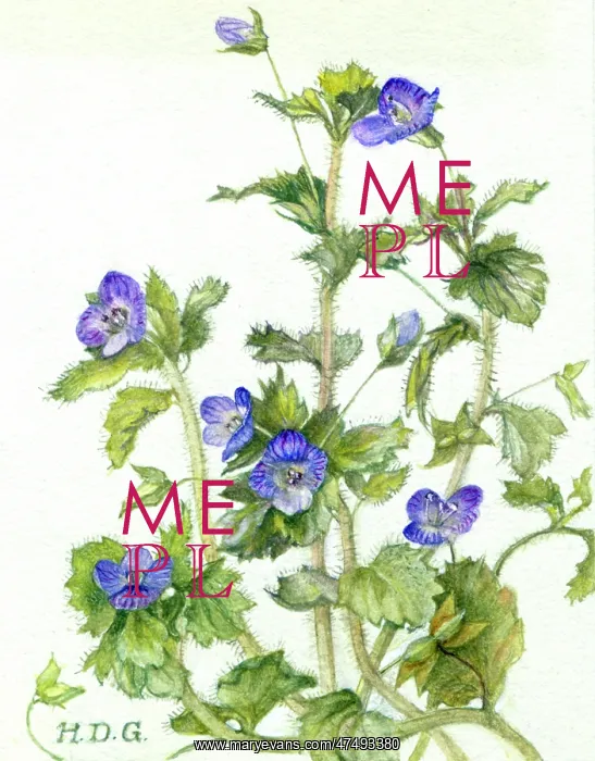  : Speedwell