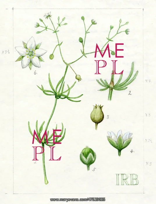  : Spergula arvensis - corn spurry