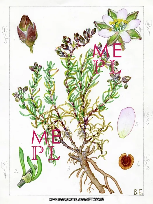 : Spergularia marginata - greater sea-spurrey : Spergularia marginata - greater sea-spurrey