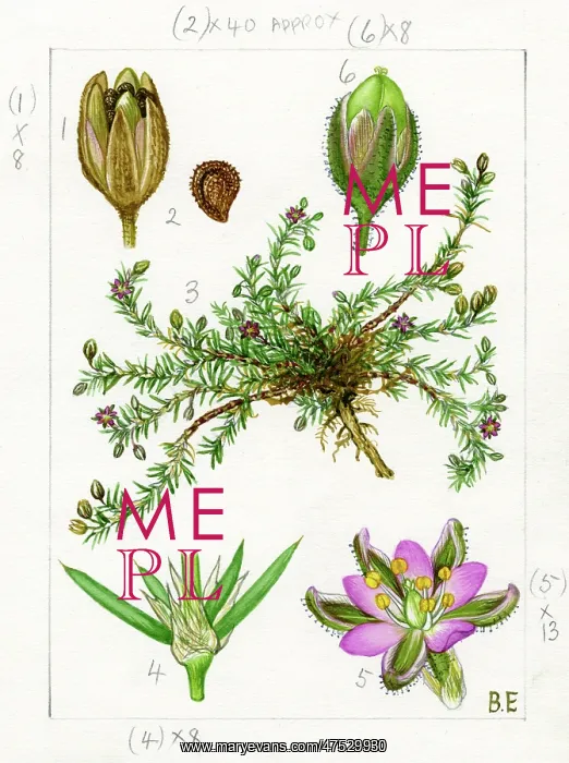 : Spergularia rubra - red sandspurry : Spergularia rubra - red sandspurry