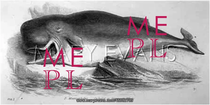 : SPERM OR CACHALOT WHALE : SPERM OR CACHALOT WHALE