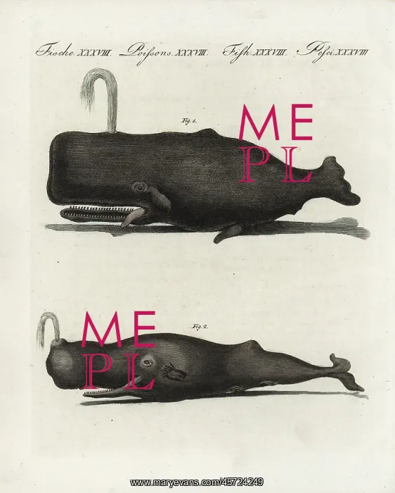 : Sperm or trump whale, Physeter macrocephalus : Sperm or trump whale, Physeter macrocephalus