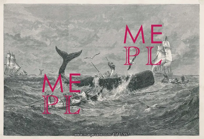  : SPERM WHALE FROM 1868