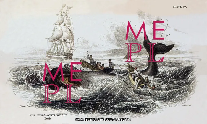  : The Sperm Whale