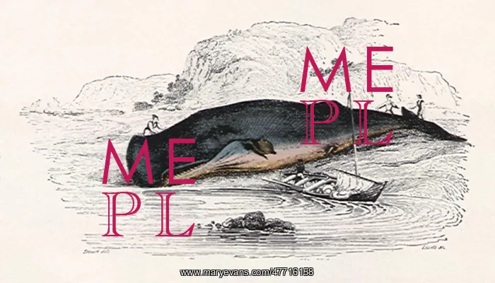  : Sperm Whale Ashore