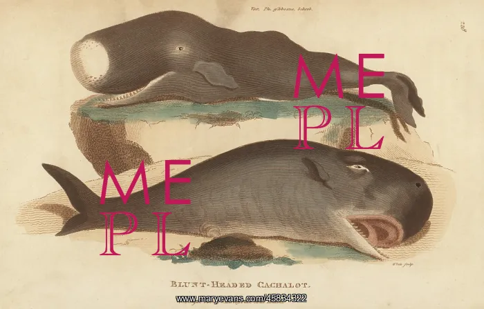 : Sperm whale or cachalot, Physeter macrocephalus : Sperm whale or cachalot, Physeter macrocephalus
