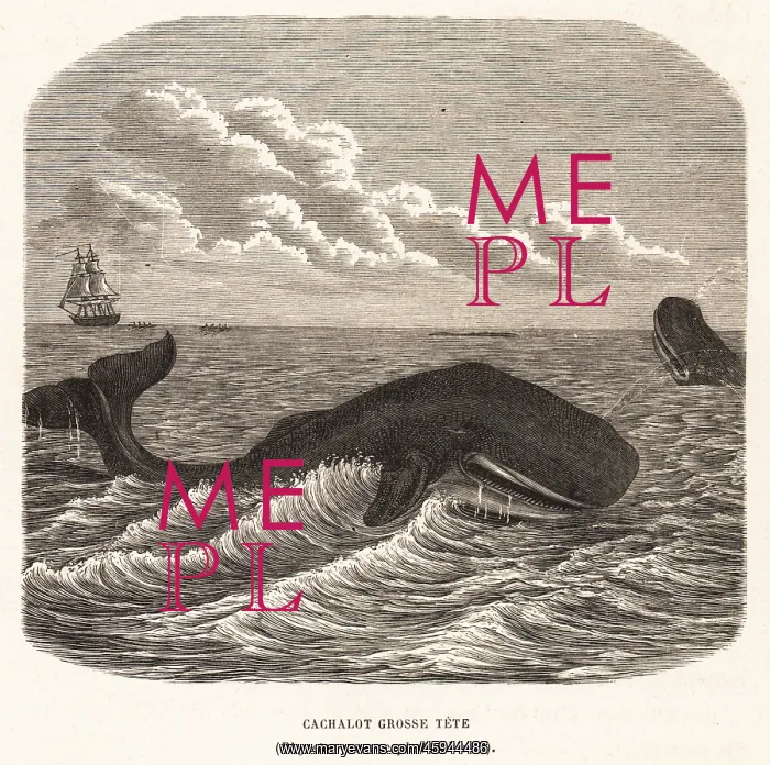 : Sperm whale or cachalot, Physeter macrocephalus : Sperm whale or cachalot, Physeter macrocephalus