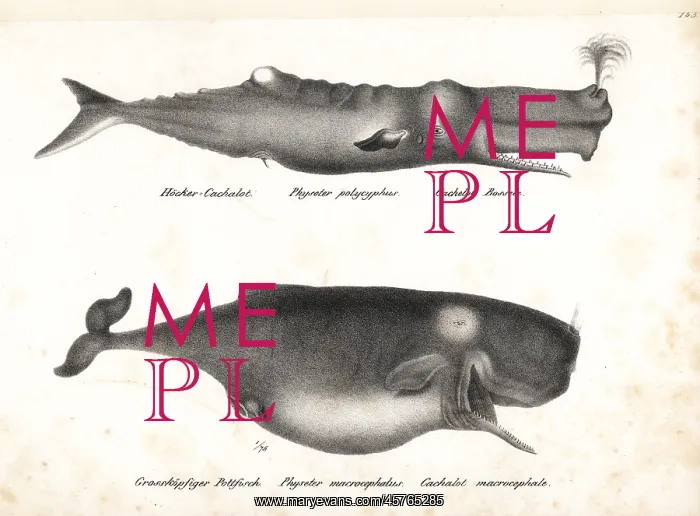 : Sperm whale or cachalot, Physeter macrocephalus (vulnerable) : Sperm whale or cachalot, Physeter macrocephalus (vulnerable)