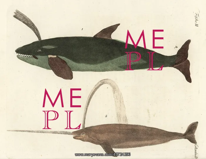 : Sperm whale and narwhal : Sperm whale and narwhal
