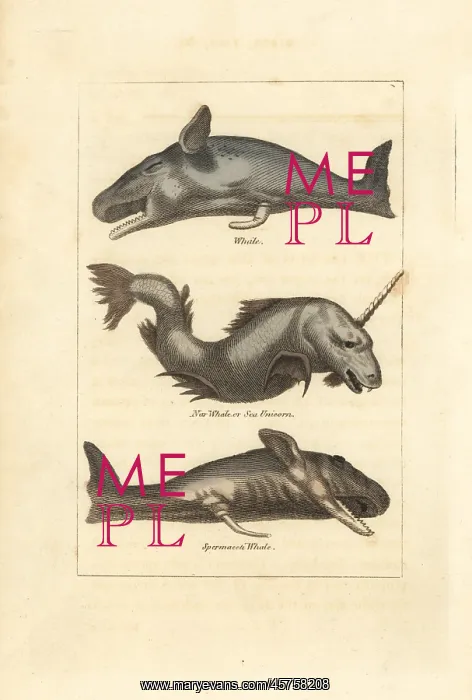 : Sperm whale and narwhale : Sperm whale and narwhale