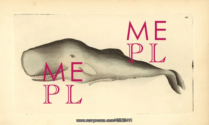  : Sperm whale, Physeter macrocephalus