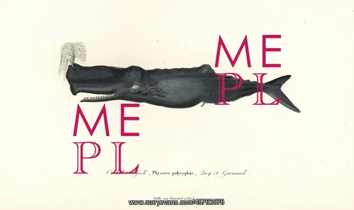  : Sperm whale, Physeter macrocephalus
