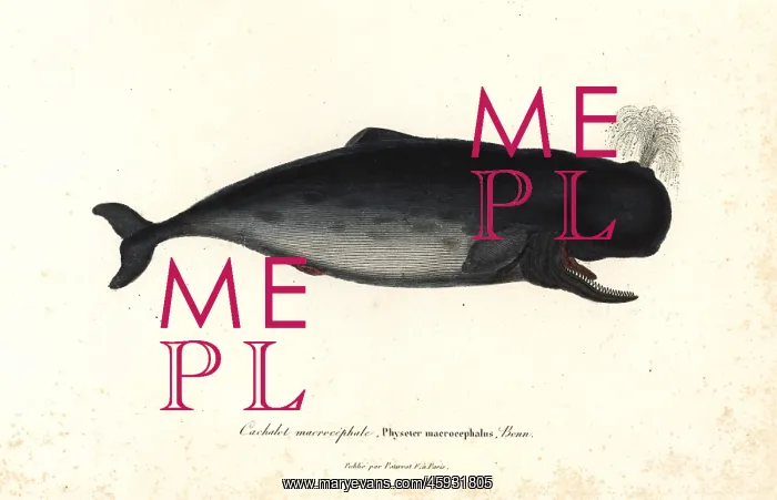 : Sperm whale, Physeter macrocephalus : Sperm whale, Physeter macrocephalus