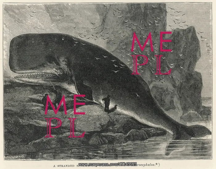 : SPERM WHALE ON ROCKS : SPERM WHALE ON ROCKS
