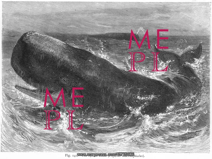  : SPERM WHALE AT SEA