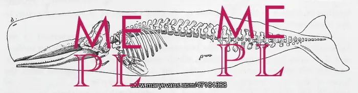  : Sperm Whale Skeleton