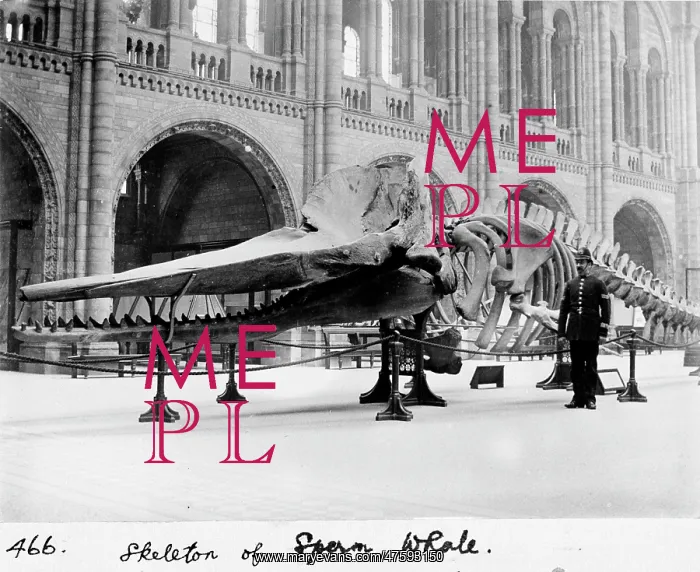 : Sperm whale skeleton, March 1901 : Sperm whale skeleton, March 1901