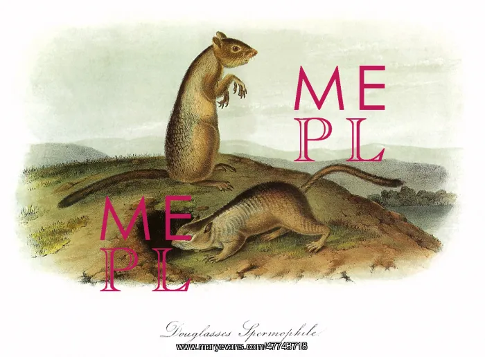 : Spermophilus Douglassi : Spermophilus Douglassi