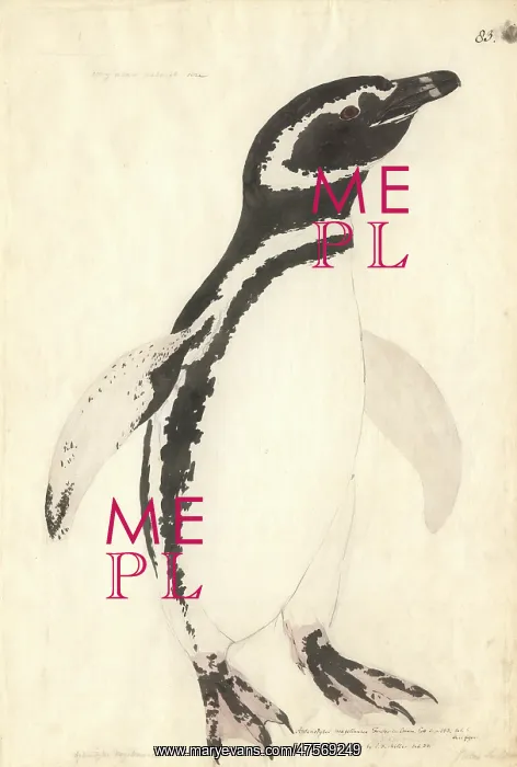 : Spheniscus magellanicus, Magellanic penguin : Spheniscus magellanicus, Magellanic penguin
