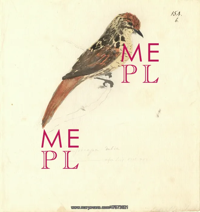 : Sphenoeacus afer, Cape grassbird : Sphenoeacus afer, Cape grassbird