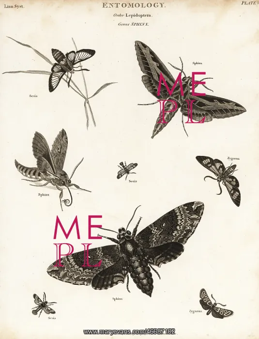 : Sphinx moths or hawk moths : Sphinx moths or hawk moths