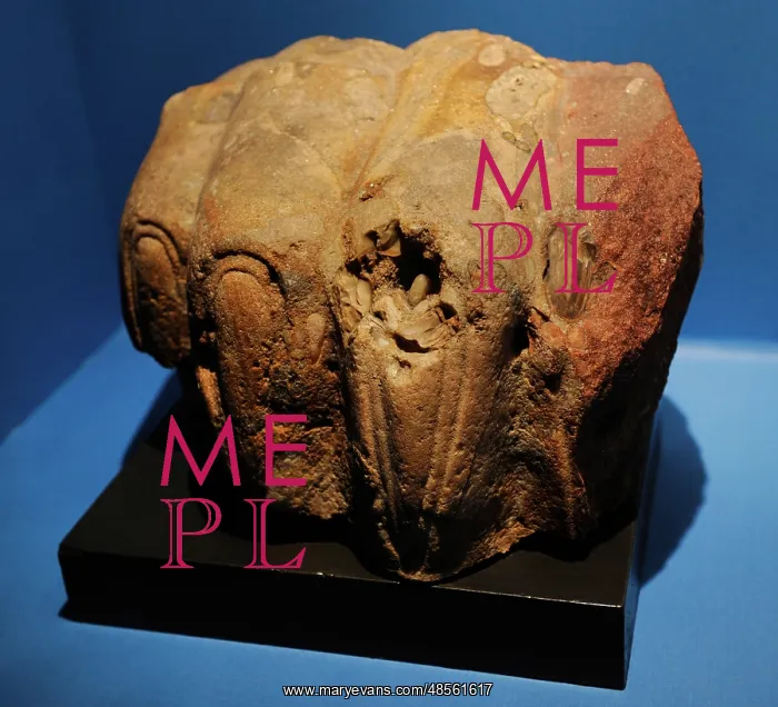 : Sphinx's paw from Memphis. 2000-1000 BC. Egypt : Sphinx's paw from Memphis. 2000-1000 BC. Egypt