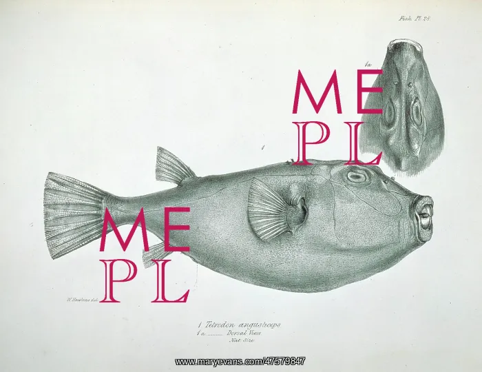 : Sphoeroides angusticeps, narrow headed puffer : Sphoeroides angusticeps, narrow headed puffer