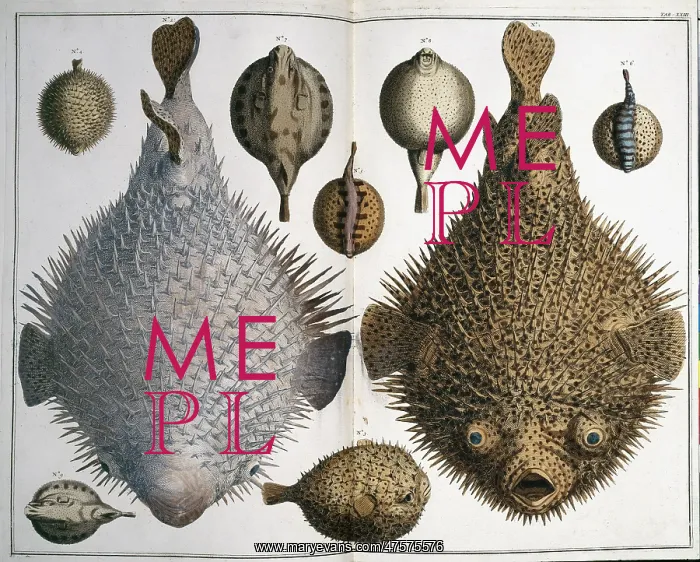 : Sphoeroides sp. pufferfish : Sphoeroides sp. pufferfish