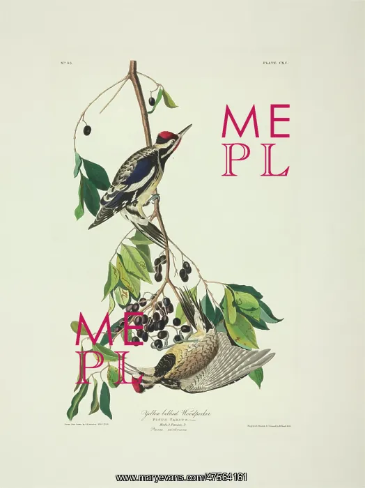 : Sphyrapicus varius, yellow-bellied sapsucker : Sphyrapicus varius, yellow-bellied sapsucker