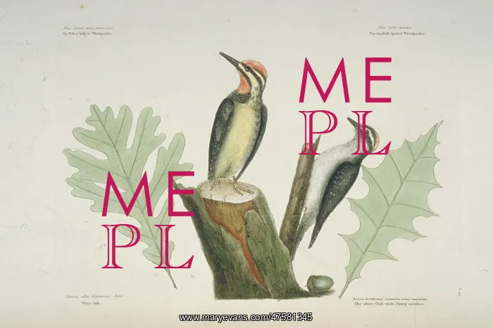 : Sphyrapicus varius, yellow-bellied sapsucker, Picoides pubesc : Sphyrapicus varius, yellow-bellied sapsucker, Picoides pubesc