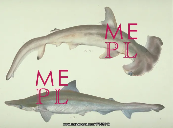 : Sphyrna zygaena, hammerhead shark : Sphyrna zygaena, hammerhead shark