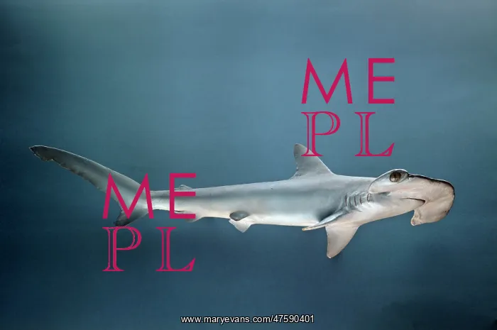 : Sphyrna zygaena, hammerhead shark : Sphyrna zygaena, hammerhead shark
