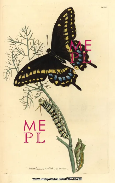 : Spicebush swallowtail, Papilio troilus : Spicebush swallowtail, Papilio troilus