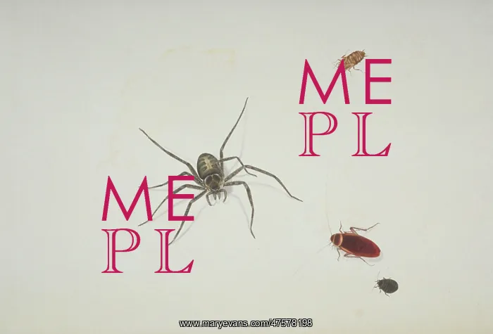 : Spider and beetles illustration : Spider and beetles illustration