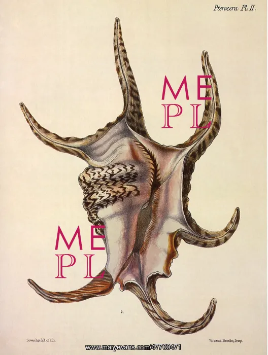  : Spider Conch Shell
