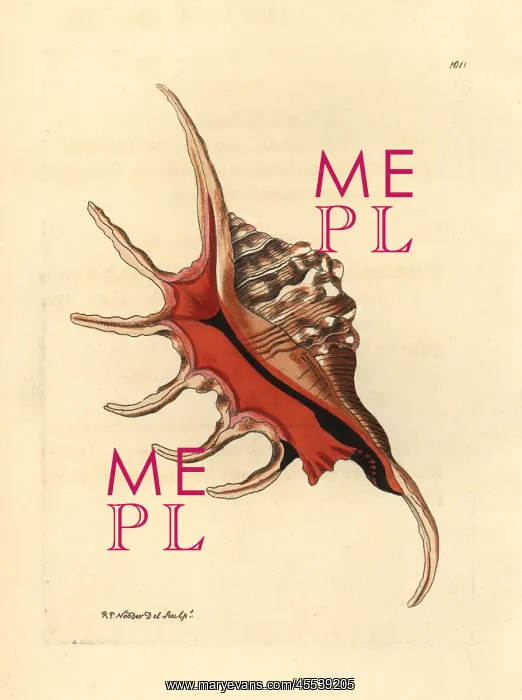 : Spider conch shell, Lambis lambis : Spider conch shell, Lambis lambis