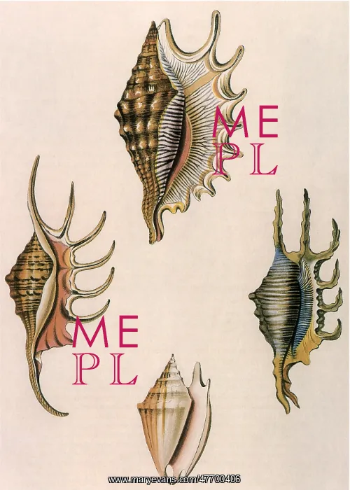  : Spider-Conch Shells