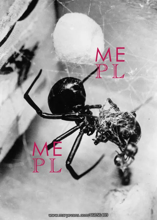 : Spider eats up hubby : Spider eats up hubby