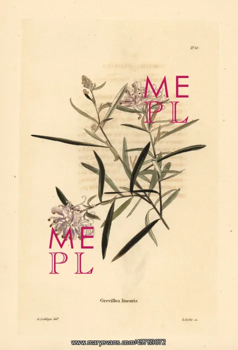 : Spider flower, Grevillea linearifolia : Spider flower, Grevillea linearifolia
