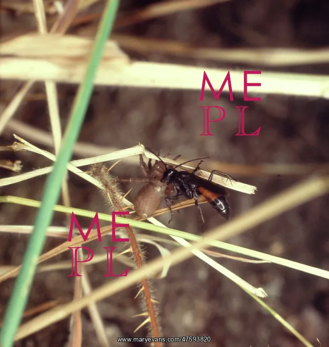: Spider-hunting wasp : Spider-hunting wasp
