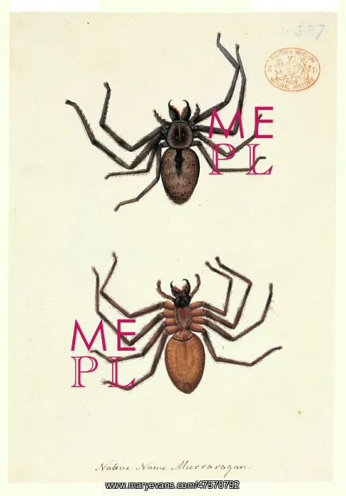 : Spider illustration : Spider illustration