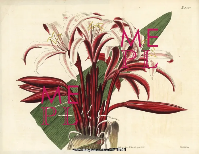 : Spider lily, Crinum amabile : Spider lily, Crinum amabile