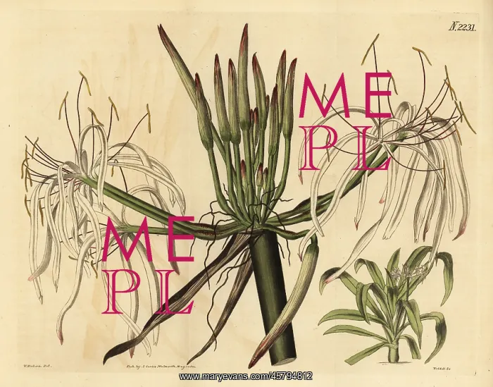 : Spider lily, Crinum asiaticum : Spider lily, Crinum asiaticum
