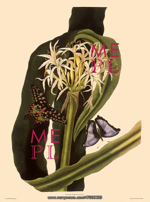  : Spider Lily, Crinum pedunculatum