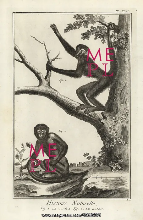 : Spider monkey and capuchin monkey : Spider monkey and capuchin monkey