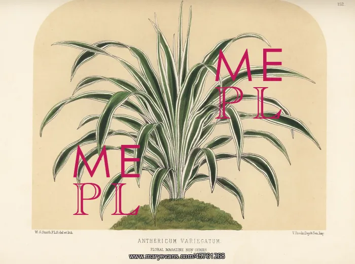 : Spider plant, Chlorophytum species : Spider plant, Chlorophytum species