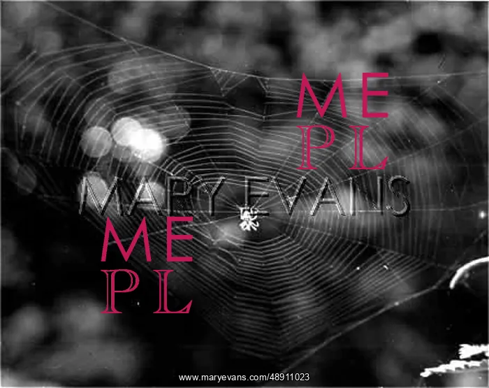  : SPIDER SPINS ITS WEB