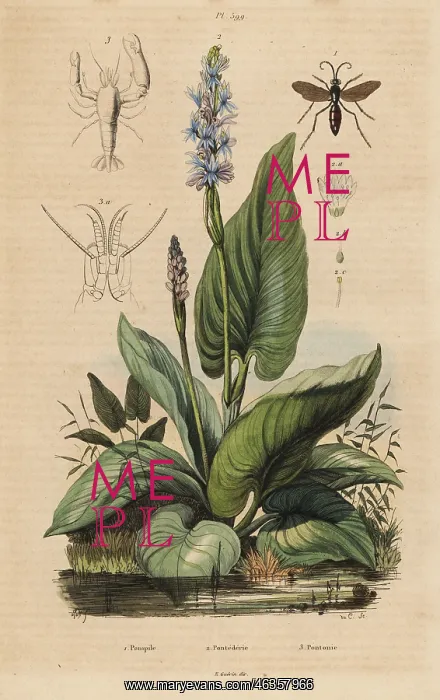 : Spider wasp, pickerelweed and watchman prawn : Spider wasp, pickerelweed and watchman prawn