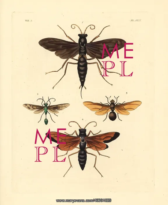 : Spider wasps, digger wasp and carpenter ant : Spider wasps, digger wasp and carpenter ant