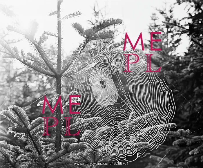 : Spider web, 1975 : Spider web, 1975